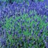 Lavender Hidcote (Treated) 500 Seeds by Moles Seeds