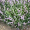 Lavender Munstead Dwarf 1g (1000) Seeds by Moles Seeds