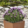 Lavender Stoechas Bandera Purple (100) Seeds by Moles Seeds